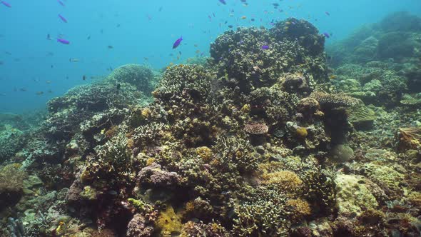 Coral Reef and Tropical Fish Underwater. Camiguin, Philippines