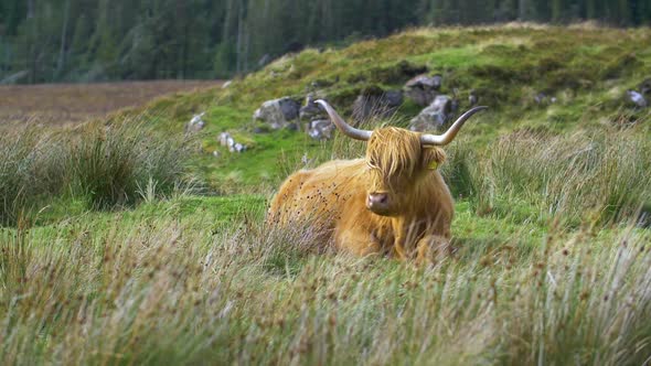 Highland cattle. They have long horns and long wavy coats that are colored black, brindle, red, yell