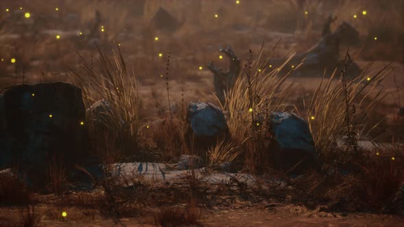 Fireflies Above Dry Grass and Stones at Sunset