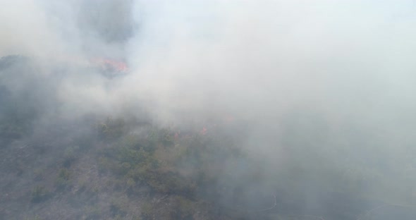 Strong fire in forest