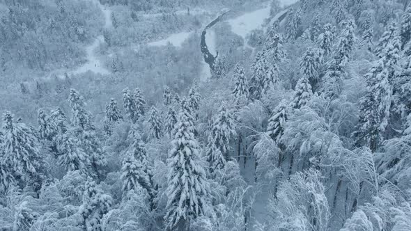 Aerial shot: spruce and pine winter forest completely covered by snow.