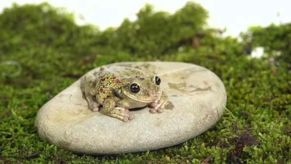 Frog Sitting on a Stone on Green Moss in White Background.