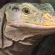 Gray's Monitor Lizard Head - VideoHive Item for Sale