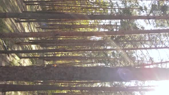 Vertical Video of an Autumn Forest During the Day in Ukraine