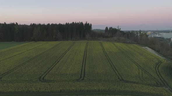 Yellow Flowers On A Field With Drone At Sunset