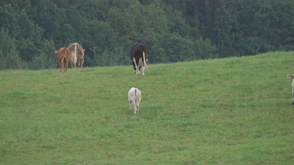 Herd of cows grazing on a green meadow