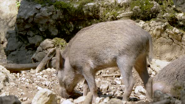 Wild Boar foraging food in rocky ground and lying in sunlight,close up shot - Susu Scrofa in action