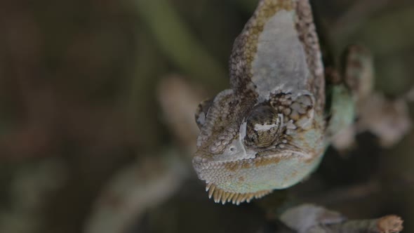 Chameleon feeding in captivity with handlers in slow motion