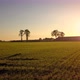 Aerial Cinematic Clip Drone Flying Over a Farm Field During Sunset - VideoHive Item for Sale