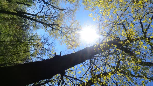 Vertical Video of the Forest in the Spring on a Sunny Day