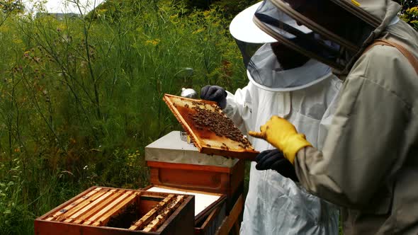 Beekeepers holding and examining beehive