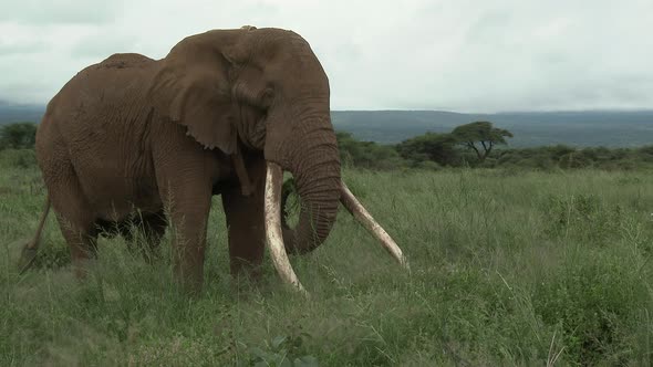 African Elephant (Loxodonta africana) lock shot of big bull "Tusker" with huge tusks, eating, in the