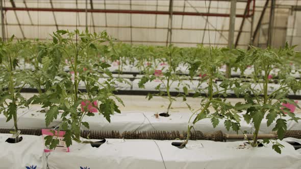 Young Tomato plants growing in a large scale greenhouse under controlled conditions