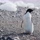 Adelie Penguins - VideoHive Item for Sale