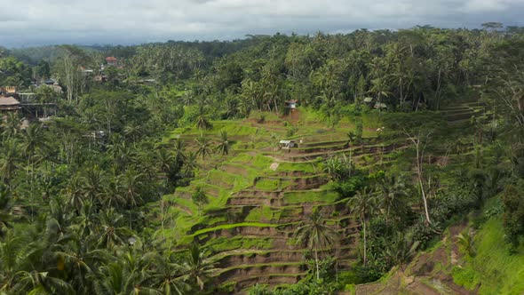 Slow Dolly Into Tilt Aerial View of Beautiful Rice Field Terraces and Farms on a Hill in a Tropical
