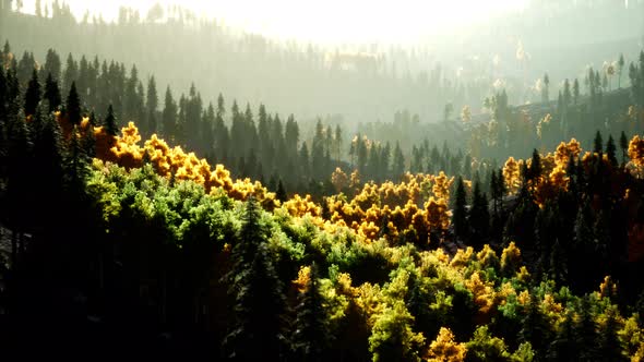 Bright Sunset in the Mountains with Forest