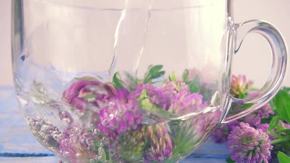 Brewing a tisanes from red clover in a transparent cup. Slow motion.