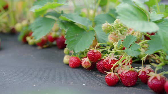 Organic Strawberries Growing on Plantation
