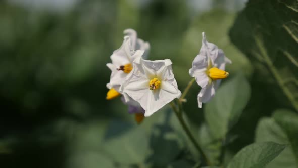 Slow motion Solanum tuberosum flower close-up 1080p FullHD footage - Cultivated potato plant shallow