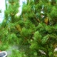 Exterminator processing a tree in slow motion - VideoHive Item for Sale
