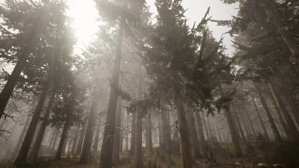 Sunbeams in Natural Spruce Forest