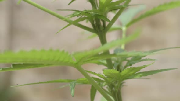 Cannabis plant and leaves growing close tilting shot