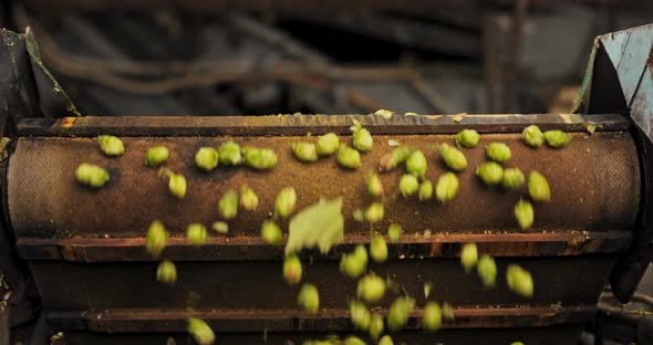 View to Conveyor with Harvested Cascade Hop on Farm