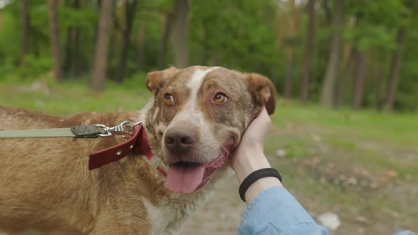 stray dog gets affection from stranger, homeless pet with kind grateful eyes looks into camera