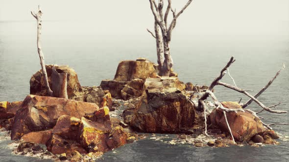 Dead Trees on the Pacific Ocean Rocks in Fog