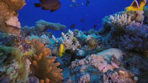 Underwater Red Anemone and Clownfish