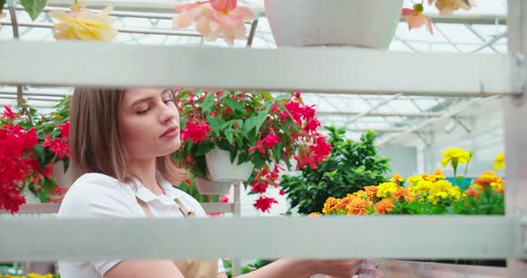 Female Florist Cultivating Colorful Flowers at Greenhouse