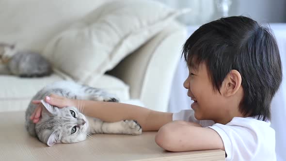 Cute Asian Child Playing With Scottish Kitten Together