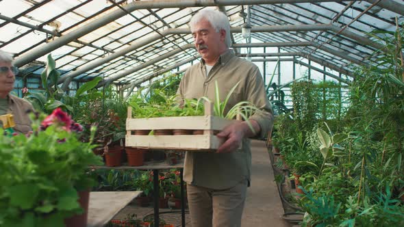 Elderly Man and Woman Working in Greenhouse