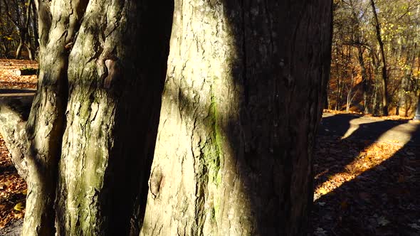 Platanus trunk in the autumn park.