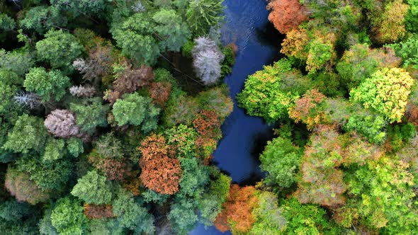 Aerial view of colorful forest and blue river in autumn