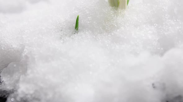 Sprout Growing Under the Snow Snow Is Melting Timelapse Plant Under the Snow Winter and Spring The