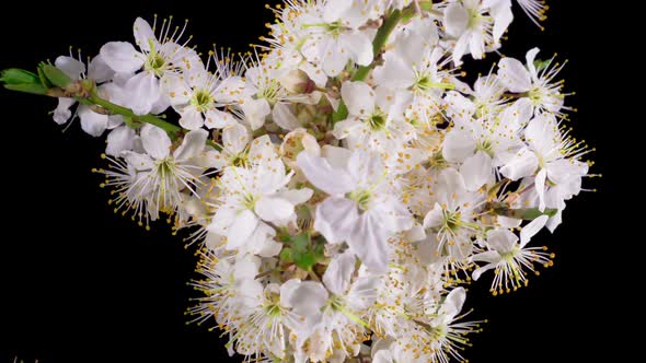 White Flowers Blossoms on the Branches Cherry Tree