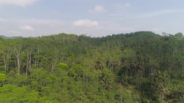 Tropical Landscape Rainforest and Mountains