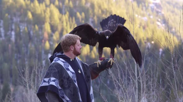 Golden eagle perched on falconers arm