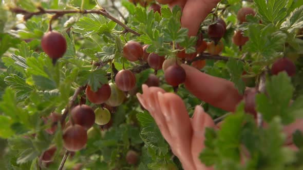 Hands Are Picking Large Juicy Ripe Gooseberries From the Branches