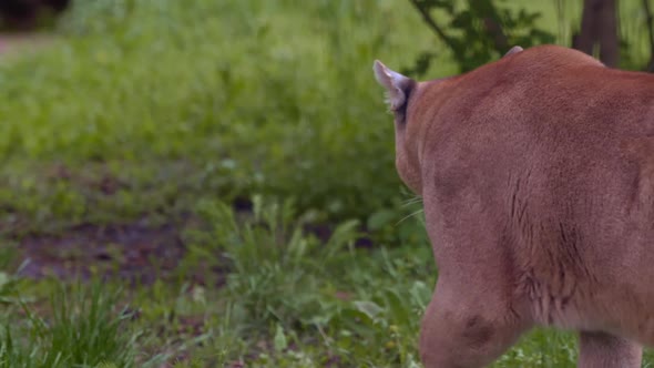 Beautiful Puma in Spring Forest