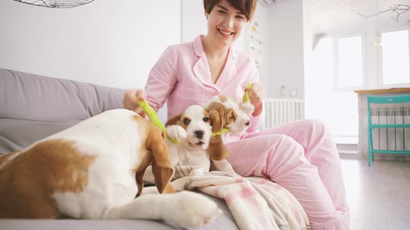 Smiling Caucasian Female in Pink Pyjamas Sitting on Sofa and Playing with Two Beagle Puppies in