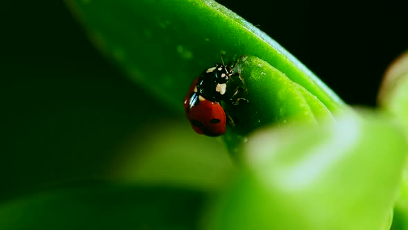 Red Ladybug Crawl on Blade of Grass Against Blurred Nature Background