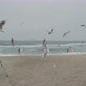 Many Seagulls Hover in the Air Above the Sandy Beach Cold Foggy Winter Sea with Strong Waves Wide - VideoHive Item for Sale