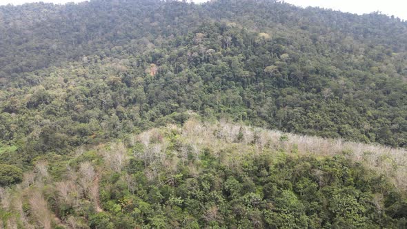 Aerial view forest reserve and rubber plantation in Pahang