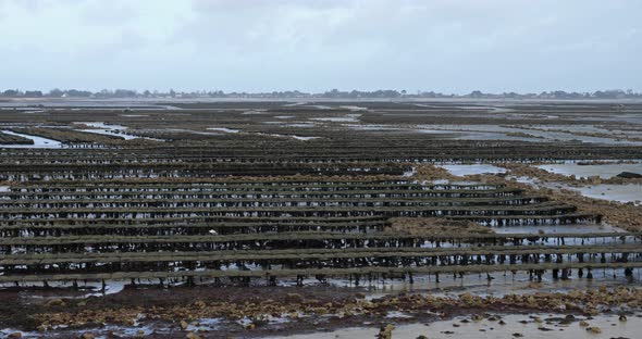 Oysters parks, Saint-Vaast la Hougue, Manche department, Cotentin, Normandy Region, France