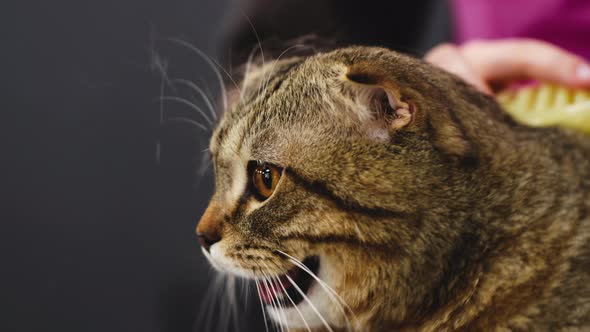 Combing a British Cat with a Hair Brush