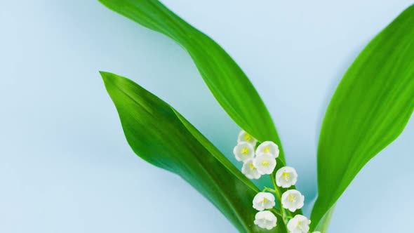 Small White Fragrant Lily of the Valley Flower with Green Leaves Lies