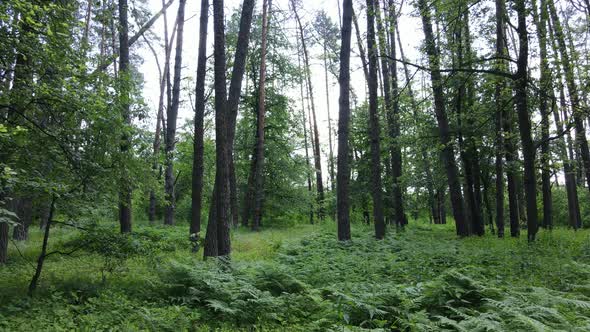 Beautiful Green Forest on a Summer Day Slow Motion