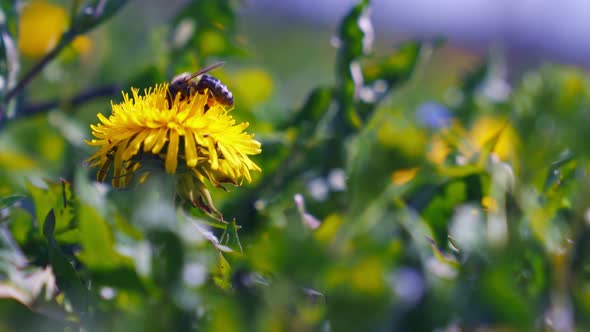 Honey Bee Pollinating Wild Dandelion Flower.